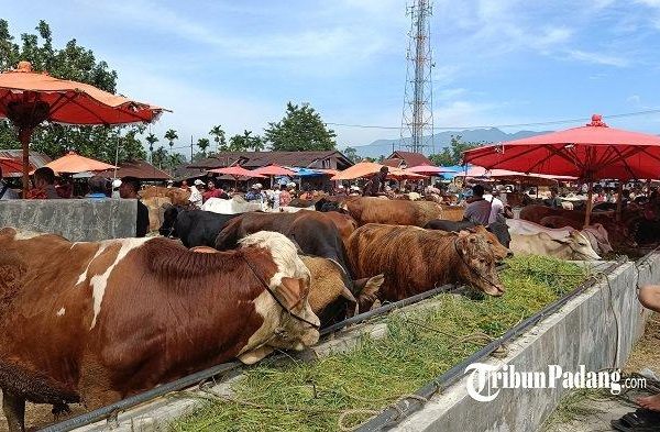 Ayam ternak di Kuranji, Kota Padang