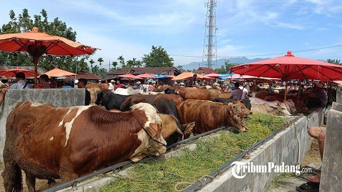10 Tips Ternak Ayam Petelur yang Dijamin Sukses dan Berhasil - Ternak Duit Ayam ternak di Kuranji, Kota Padang