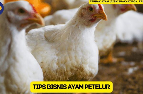 Dijual peternakan ayam petelur siap pakai area gondangrejo – LIST.ID