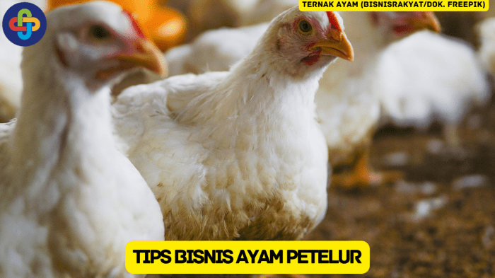 Memulai Usaha Ternak Ayam Petelur? Simak 10 Tips Suksesnya