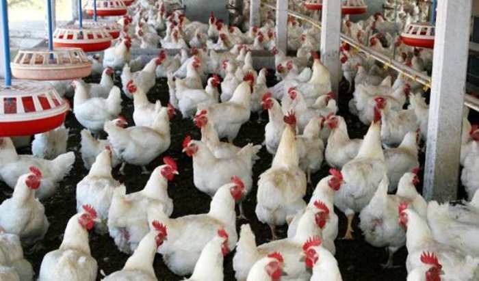 Pandemi Melanda, Bagaimana Nasib Peternak Ayam Di Indonesia Budidaya ternak ayam di Margorejo, Pati