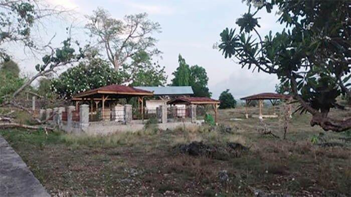 Daun penggemuk ayam di Taebenu, Kupang