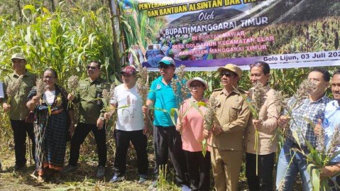 Daun penggemuk ayam di Elar, Manggarai Timur