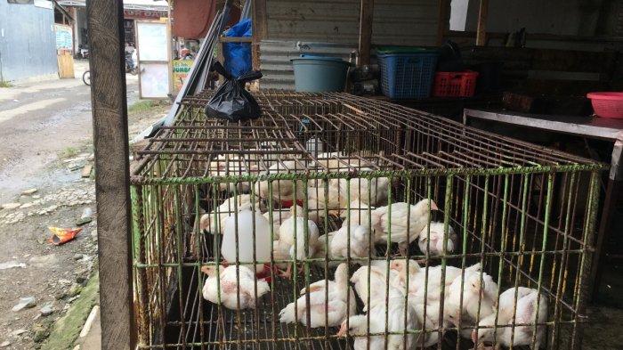 Jelang Ramadhan, harga ayam potong anjlok capai Rp17.000 per kg ... Harga ayam kampung potong di Jatiwangi, Majalengka