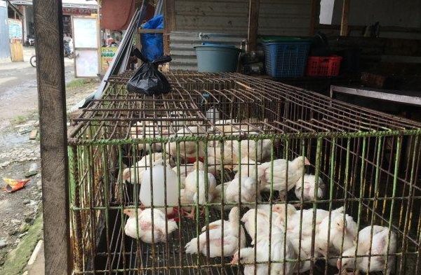 Harga ayam kampung potong di Pesisir Utara, Pesisir Barat