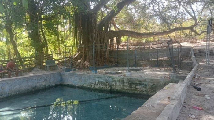 Daun penggemuk ayam di Sabu Barat, Sabu Raijua