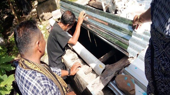 Kelabba Madja Hawu Mehara, Sabu Raijua, East Nusa Tenggara, Indonesia ... Daun penggemuk ayam di Hawu Mehara, Sabu Raijua