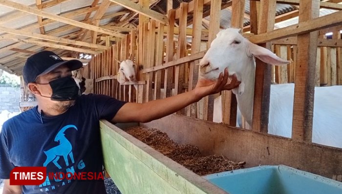 Susu kambing di Gondang, Mojokerto