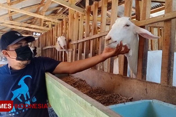Susu kambing di Widodaren, Ngawi