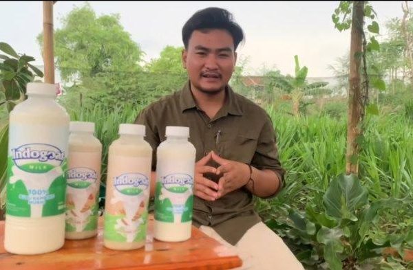Susu kambing di Tlogosari, Bondowoso