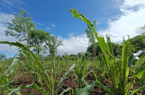 Daun penggemuk ayam di Ile Ape Timur, Lembata