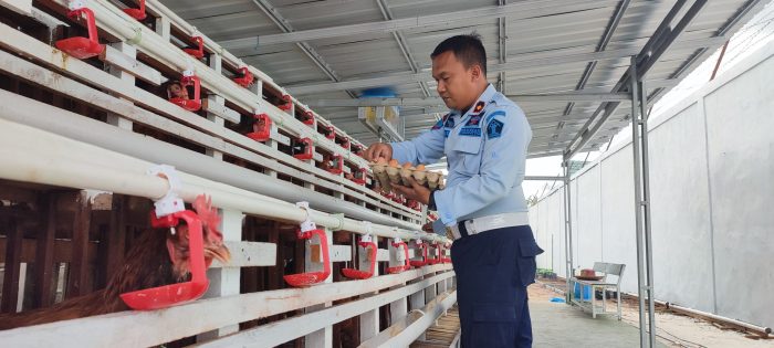 Permintaan Anjlok, Buruh Ternak Ayam di Balikpapan Dirumahkan ... Ternak ayam petelur di Kepulauan Masaloka Raya, Bombana