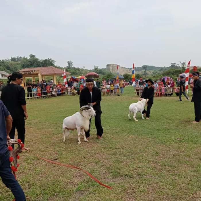 Jual Vitamin Penambah Nafsu Makan dan Penggemuk Ayam Pedaging, Broiler ... Daun penggemuk ayam di Cimarga, Kab. Lebak