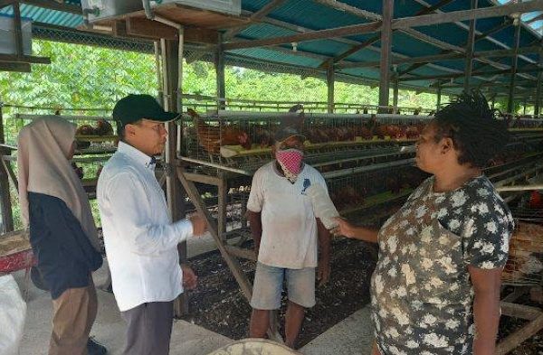 Cerita Naomi Zonggonau, OAP Pegusaha Ternak Ayam Petelur di Mimika ...