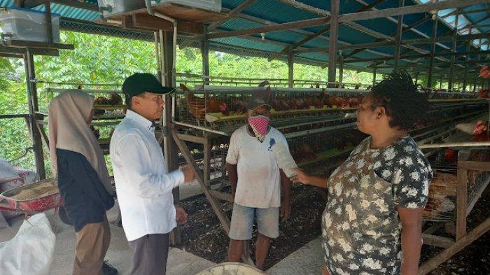 Cerita Naomi Zonggonau, OAP Pegusaha Ternak Ayam Petelur di Mimika ... Cerita Naomi Zonggonau, OAP Pegusaha Ternak Ayam Petelur di Mimika ...