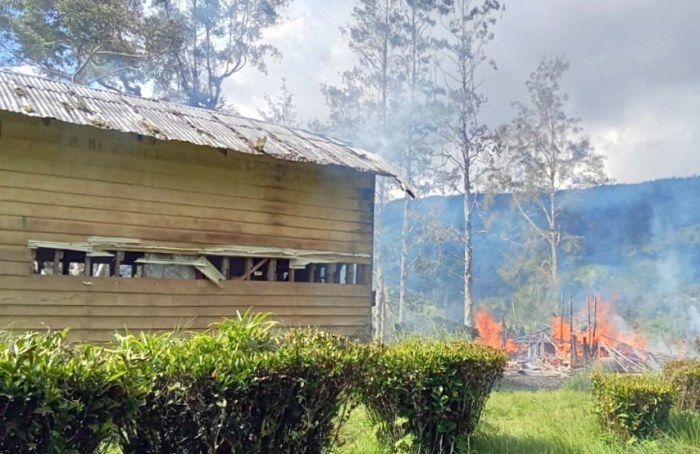 Daun penggemuk ayam di Sinak Barat, Kab. Puncak