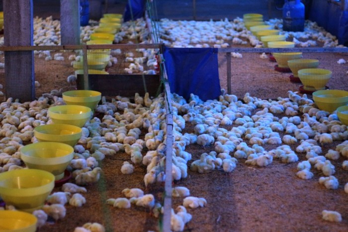 Tip Sukses Budidaya Ayam Pedaging: Panduan Lengkap untuk Peternak Indonesia Budidaya ayam di Rawa Pitu, Tulang Bawang