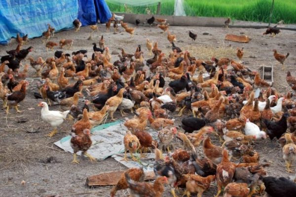 Budidaya ayam di Meraksa Aji, Tulang Bawang
