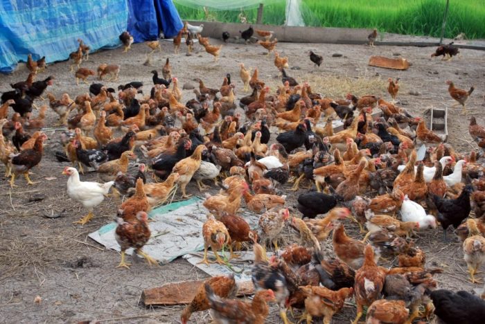 Budidaya ayam di Padang Timur, Kota Padang