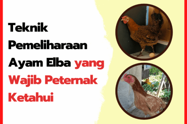 Jual Doc Elba ayam kampung petelur unggul | Shopee Indonesia