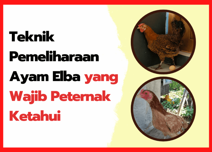 Fakta Menarik Tentang Ayam Elba Si Ayam Petelur Super - HOBI TERNAK