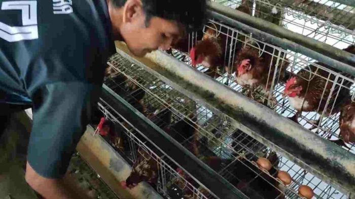 Ayam afkir di Tawang, Kota Tasikmalaya