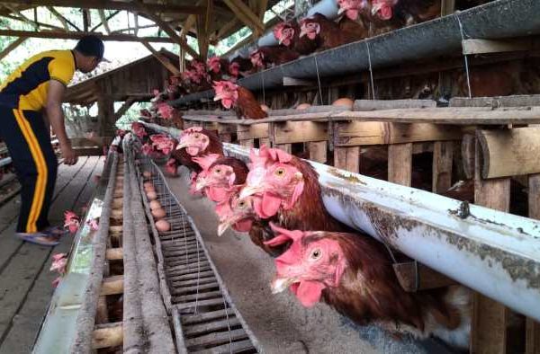 Budidaya ternak ayam di Banjarmangu, Banjarnegara