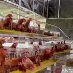 Ternak ayam petelur di Kindang, Bulukumba