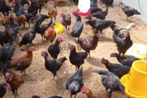 Peternakan ayam kampung di Pati, Kab. Pati