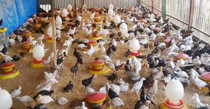 Ayam ternak di Lebaksiu, Tegal