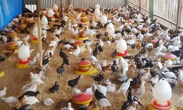 Ayam Ternak di Medang Deras, Batu Bara