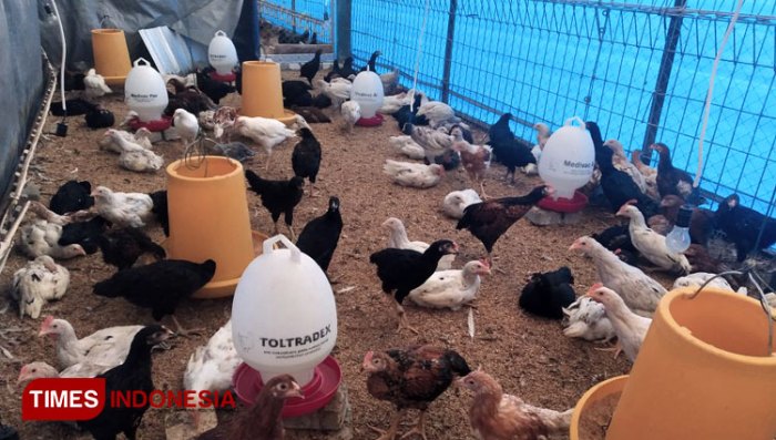 Ini Dia 10 Alasan Beternak Ayam Kampung | Pak Tani Digital Ini Dia 10 Alasan Beternak Ayam Kampung | Pak Tani Digital