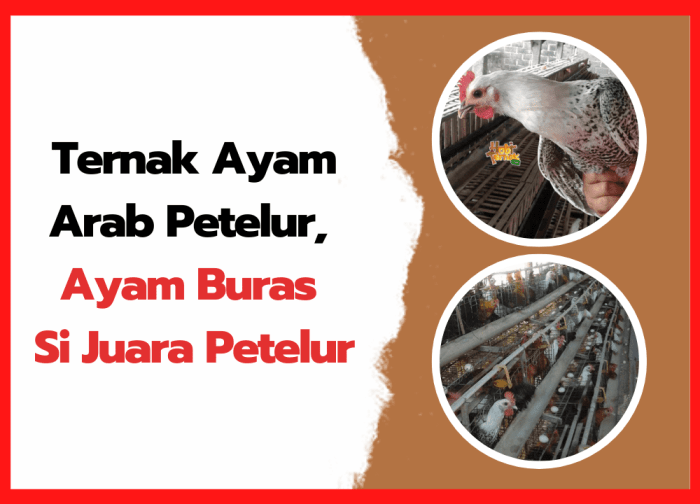 Ayam arab petelur di Jrengik, Sampang