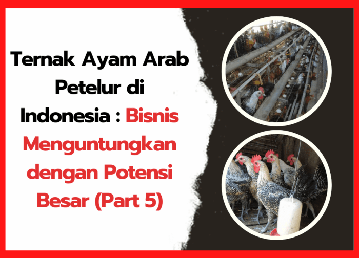 Ayam arab petelur di Siantar Utara, Kota Pematangsiantar