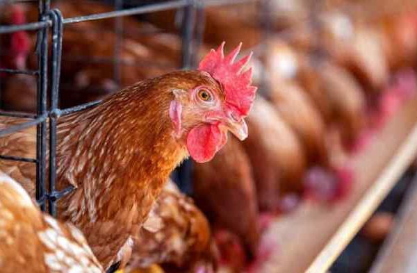 Budidaya ternak ayam di Gabus, Grobogan