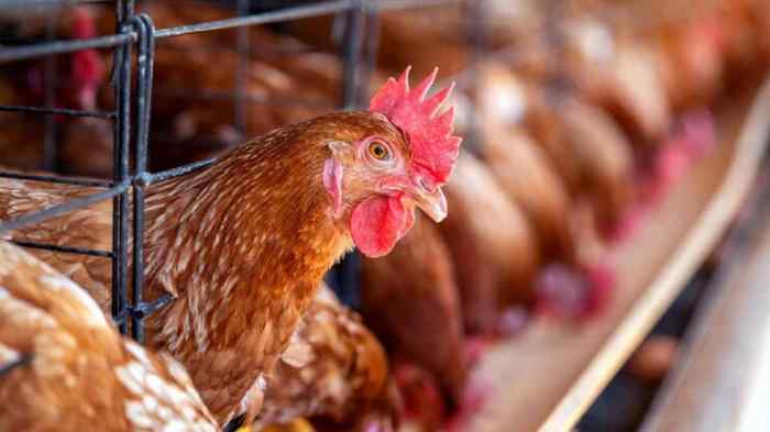 Ayam ternak di Kretek, Bantul