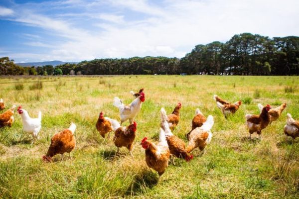 Ternak ayam kampung di Muara Harus, Tabalong