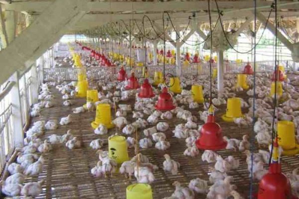 Budidaya Ayam Pedaging - Sinau Ternak