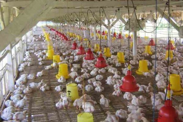 Dari Budidaya Ayam Pedaging, Petani Milenial NTT Sukses Raup Untung ...