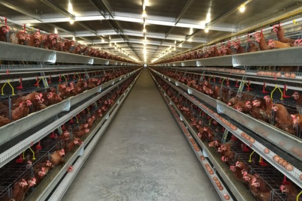 Ternak ayam petelur desa Simpang Sender Selatan hasilkan 700 butir ...