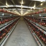 Ternak ayam petelur di Simbang, Maros