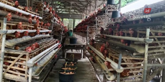 Ternak Ayam Petelur Jadi Potensi Dukuh Nggonang dan Kleco Winong Pati Ternak Ayam Petelur Jadi Potensi Dukuh Nggonang dan Kleco Winong Pati