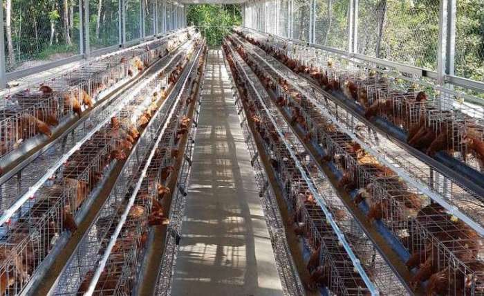 Sekilas Tentang Budidaya Ternak Ayam Kampung Petelur Ternak ayam petelur di Pantai Timur Bagian Barat, Kab. Sarmi