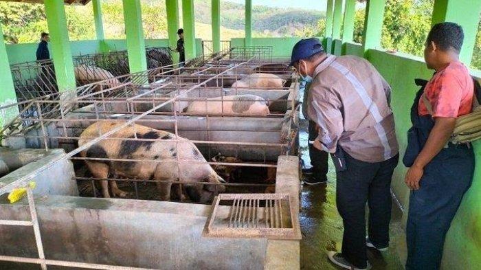 329 Ternak Babi di Boleng Manggarai Barat Mati Terpapar ASF - Pos ...