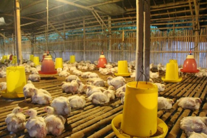Imbauan Kementan Agar Peternak Ayam Broiler Tidak Merugi - Technology ... Budidaya ternak ayam di Brebes, Kab. Brebes