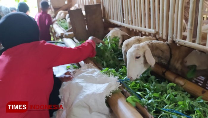 Daging kambing di Grujugan, Bondowoso