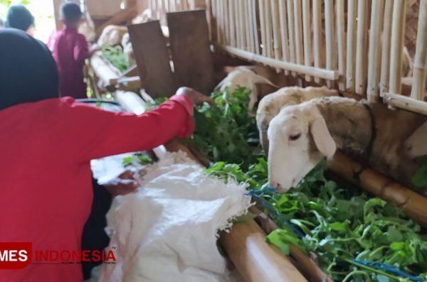 Daging kambing di Tegalampel, Bondowoso