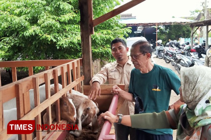 Bupati Magetan Sebut Beternak Kambing Bisa Mengentaskan Kemiskinan ... Daging kambing di Nguntoronadi, Magetan