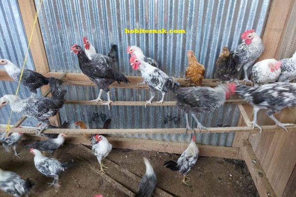 Ayam arab di Pesanggrahan, Jakarta Selatan