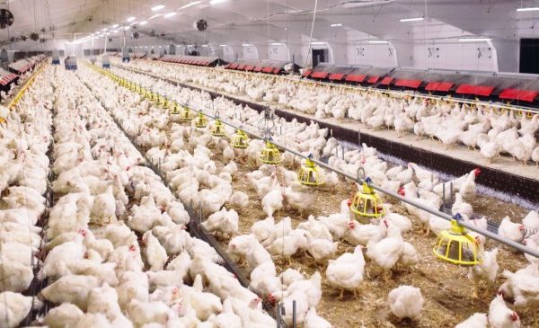 Ayam ternak di Silungkang, Kota Sawahlunto